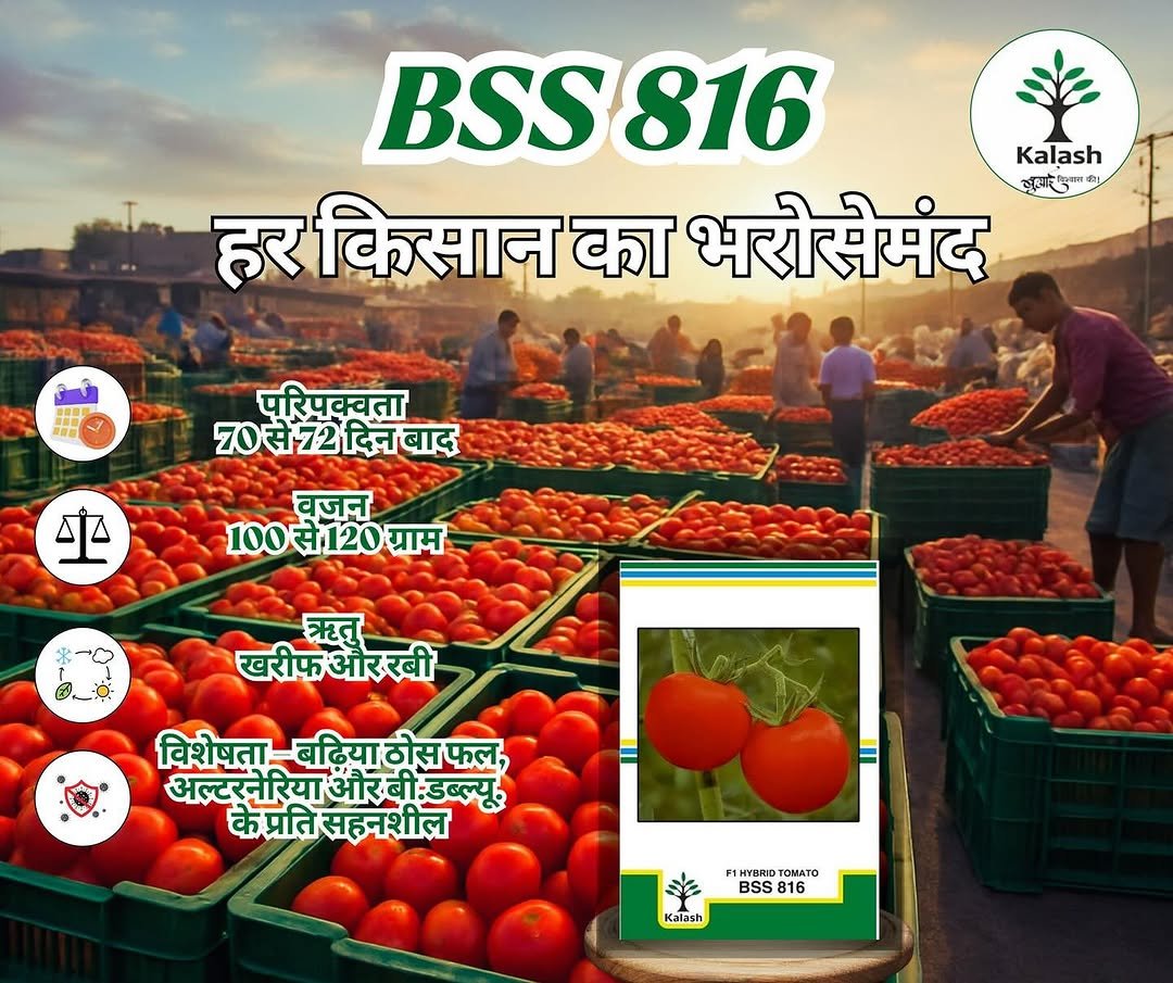 kalashseeds 게시물 이미지: हर किसान का भरोसामंद टमाटर - BSS 816

#Tomato...