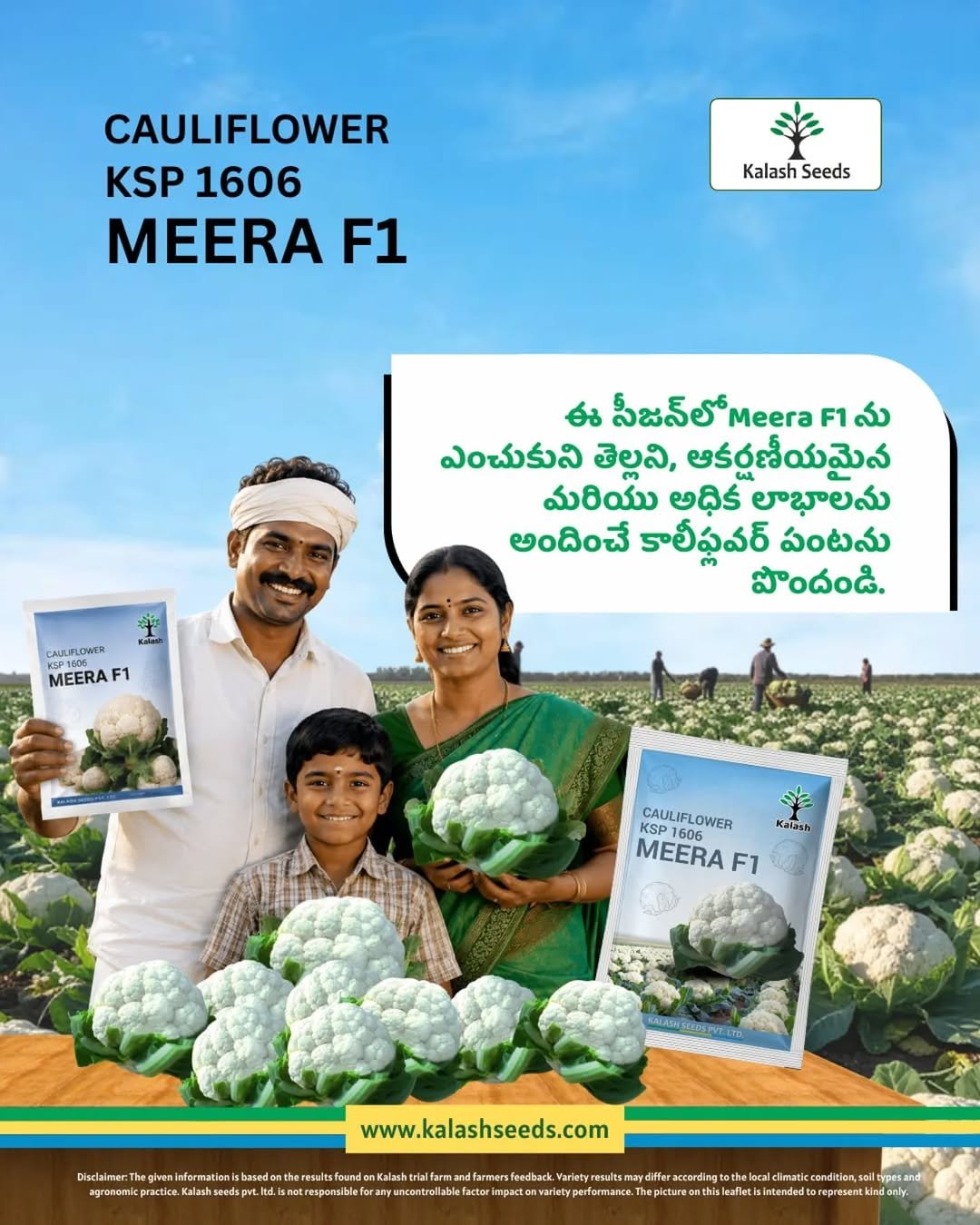 Kalash Seeds, KSP 1606 Meera F1, Meera F1 Cauliflower, Cauliflower Seeds, Hybrid Cauliflower Seeds, Best Cauliflower Seeds India, White Cauliflower Hybrid, High Yield Cauliflower, Premium Vegetable Seeds, Cauliflower Farming, Cauliflower Cultivation, Cauliflower Crop, Vegetable Seed Company, Telangana Farmers, Andhra Pradesh Farmers, Telugu Agriculture, Indian Farmers, High Quality Cauliflower, Commercial Cauliflower Farming, Kalash Hybrid Seeds.