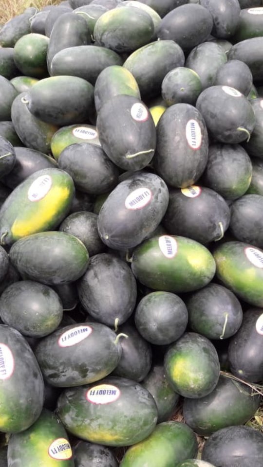 kalashseeds 게시물 이미지: India’s No.1 Watermelon Variety – KSP 1358...