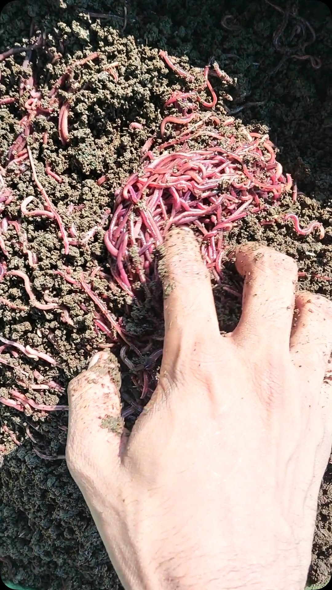 kanhaiya_organics 게시물 이미지: #vermicompost #organicfarming #farming...