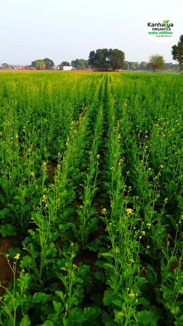 kanhaiya_organics 게시물 이미지: #vermicompost
#vermicomposting
#vermicompostpla...