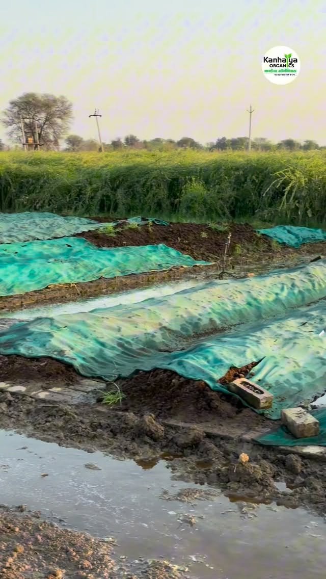 kanhaiya_organics 게시물 이미지: #vermicompost #farming #organicfarming...