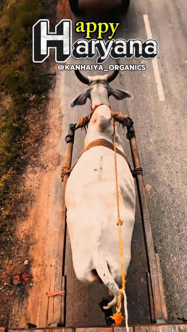 kanhaiya_organics 게시물 이미지: Happy Haryana Day #haryana #ʜᴀʀʏᴀɴᴀ...