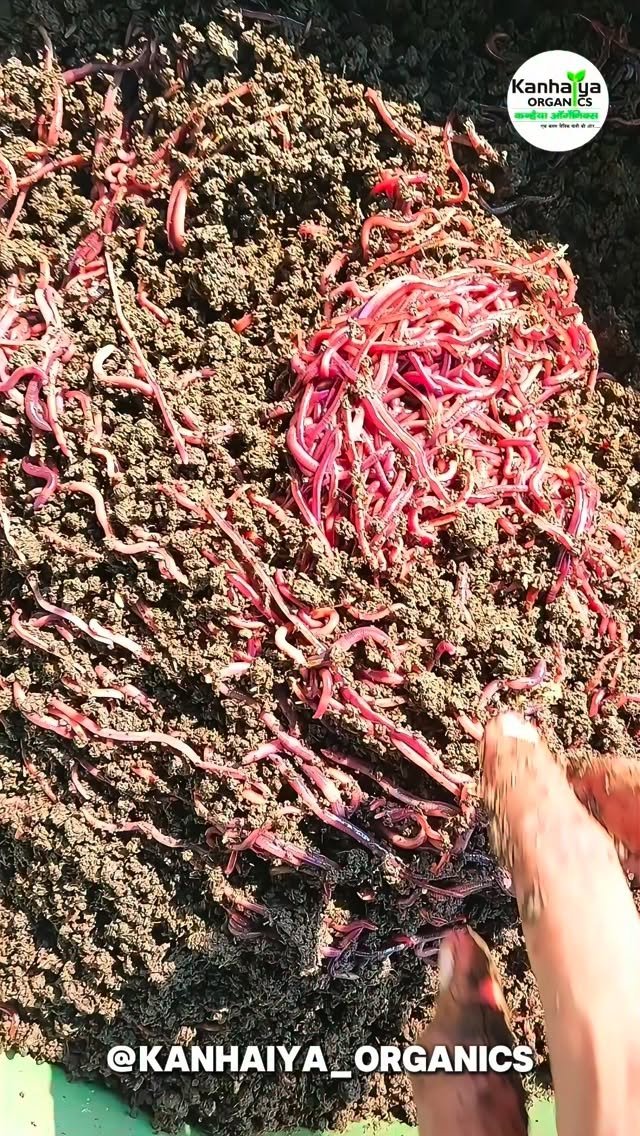 kanhaiya_organics 게시물 이미지: #vermicompost #organicfarming #farming...
