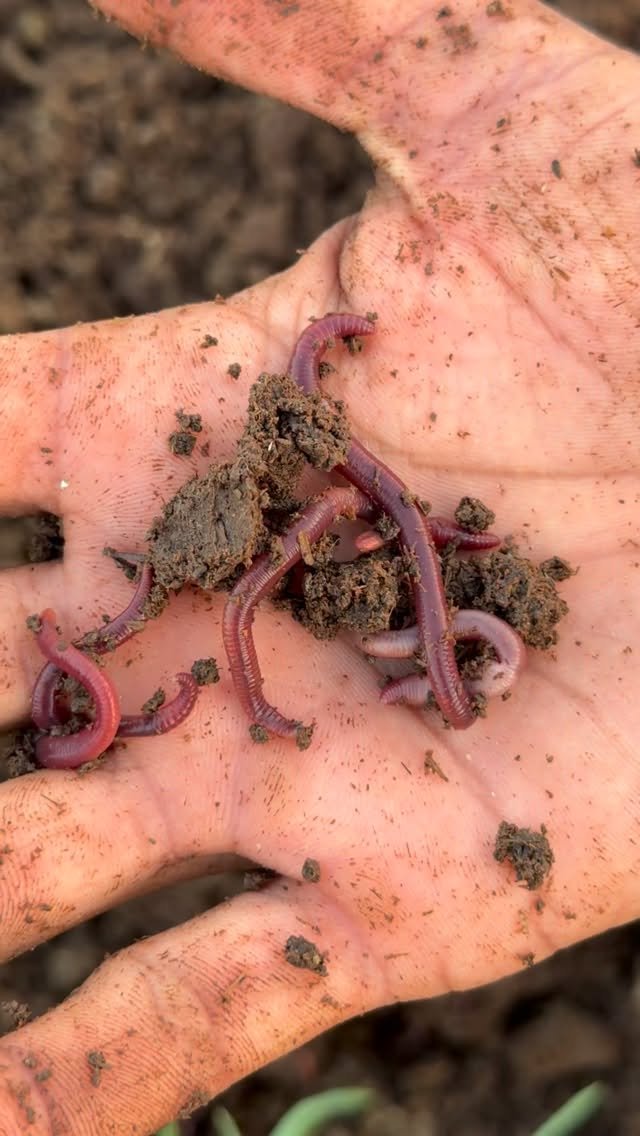 kanhaiya_organics 게시물 이미지: #vermicompost #organicfarming #farming...