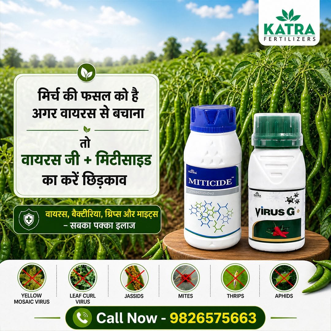 katrafertilizer 게시물 이미지: 🌶️ मिर्च की फसल को चाहिए मजबूत सुरक्षा और...