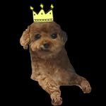 keep_rolling_kim 인스타그램 프로필 사진