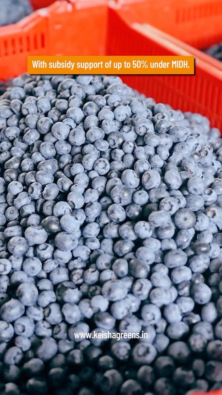 keishagreens 게시물 이미지: Blueberry Cultivation (1 Acre) in Greenhouse...