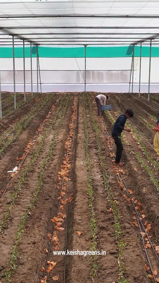 keishagreens 게시물 이미지: Plant selection is only one part of greenhouse...