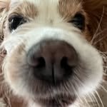 berryisadawg 프로필 사진