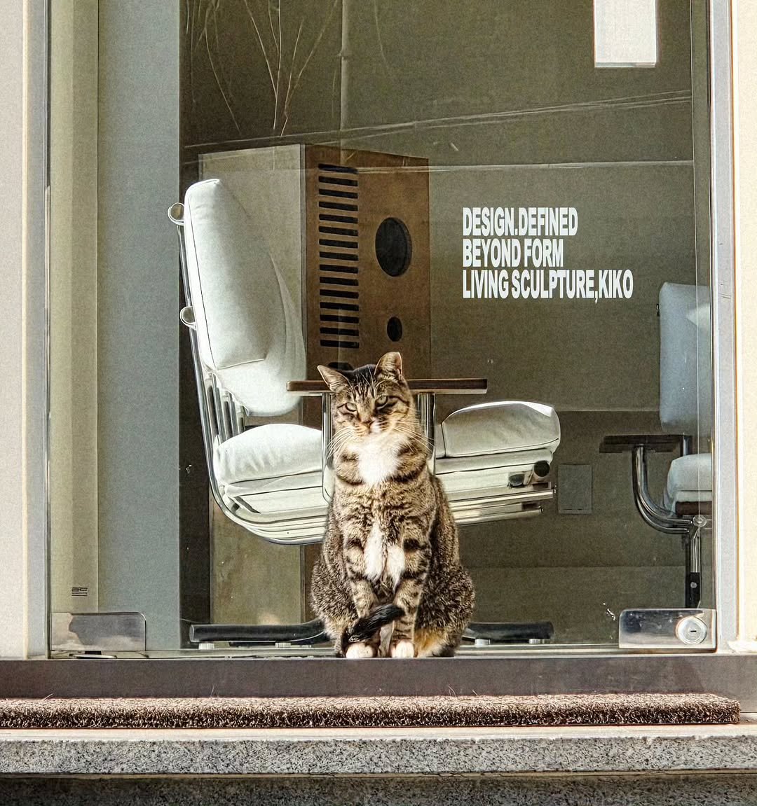 Photo by kikodesign on December 25, 2025. May be an image of serval, Abyssinian cat, kitten and text.