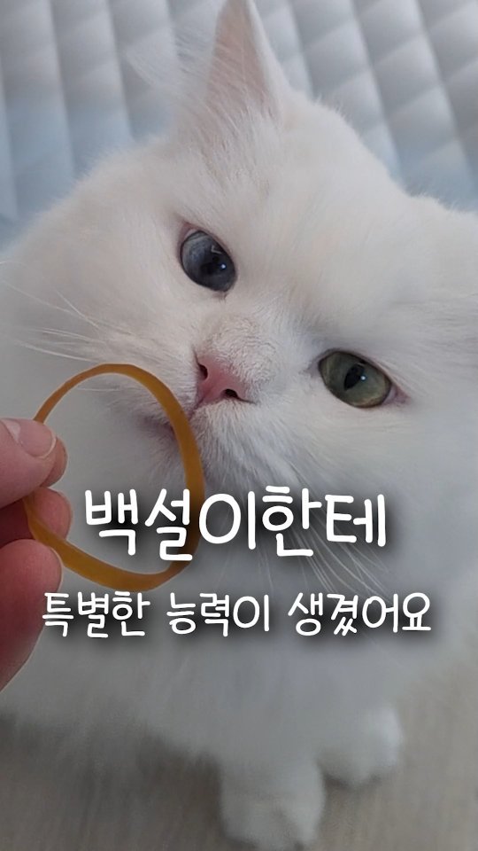 kimbaekseol 게시물 이미지: 같이 사는 고양이한테 물건을 찾는 특별한 능력이 생겼어요..