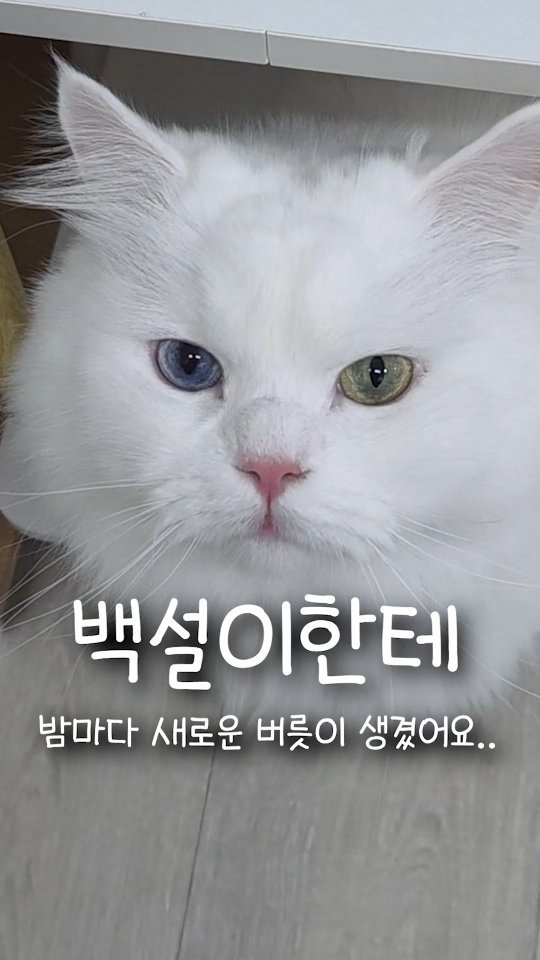 kimbaekseol 게시물 이미지: 같이 산지 4년 된 고양이한테 밤마다 하는 새로운 버릇이 생겼어요..