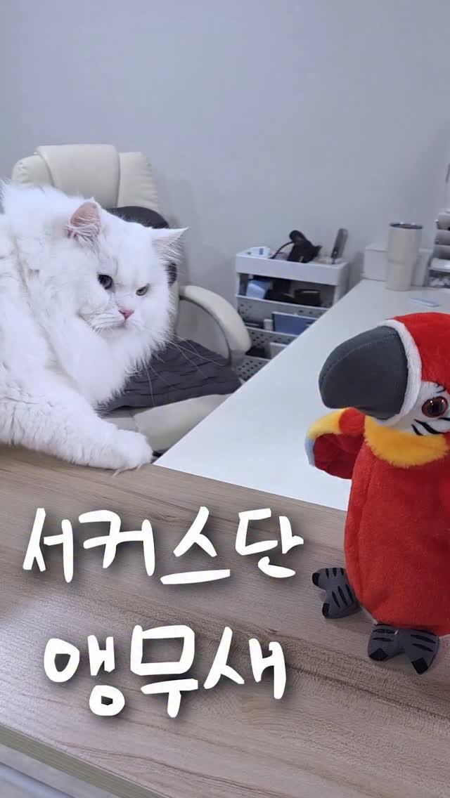 kimbaekseol 게시물 이미지: 서커스단 앵무새를 만난 김백설