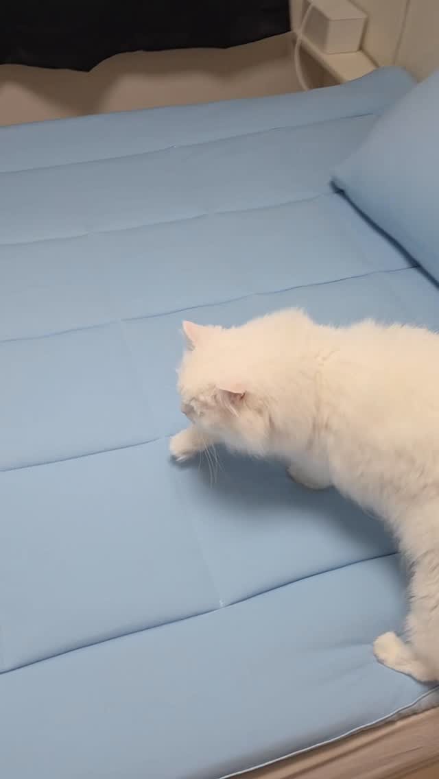 kimbaekseol 게시물 이미지: #김백설공구 더위를 많이 타는 고양이를 키우면 여름에 이걸 꼭 깔아줘야...