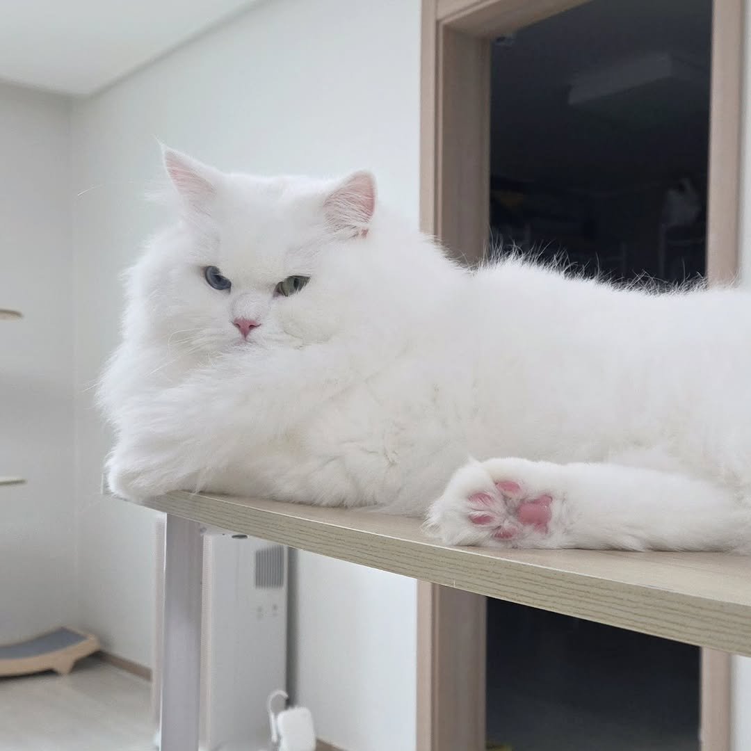 Photo by 백설이네 김백설 on September 08, 2025. May be an image of ragdoll cat, kitten, Persian cat and text.