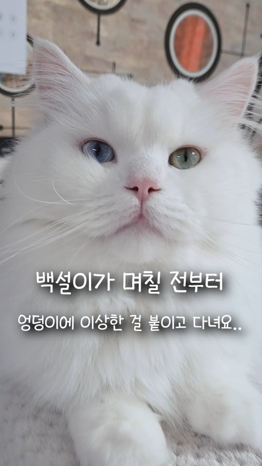 kimbaekseol 게시물 이미지: 같이 사는 고양이 얼굴에 자꾸 이상한 게 묻어있어요..