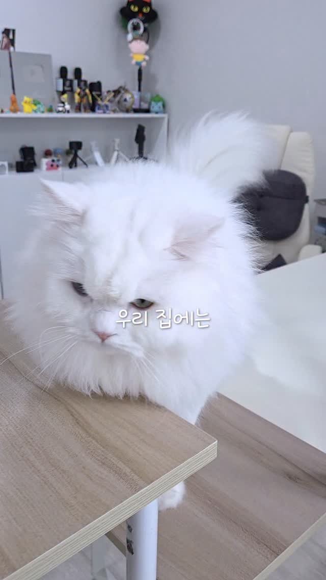 kimbaekseol 게시물 이미지: 백설이한테 뽀뽀하고 튀기