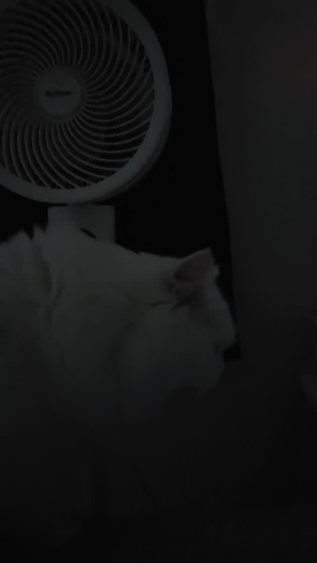kimbaekseol 게시물 이미지: 항상 겁이 없는 고양이가 무서워하는 물건이 생겼어요..