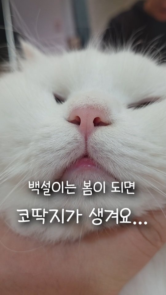 kimbaekseol 게시물 이미지: 우리집 고양이는 봄이 되면 코딱지가 많이 껴요..