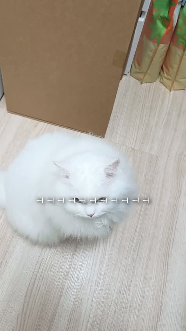 kimbaekseol 게시물 이미지: #광고 같이 산지 4년이 넘은 고양이 때문에 알러지로 응급실에 간 적이...