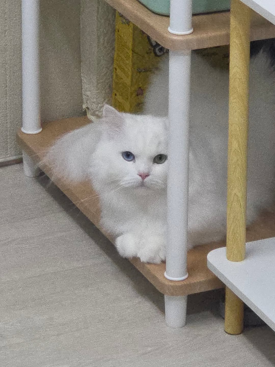 Photo by 백설이네 김백설 on February 22, 2026. May be an image of ragdoll cat, kitten, Persian cat and text.