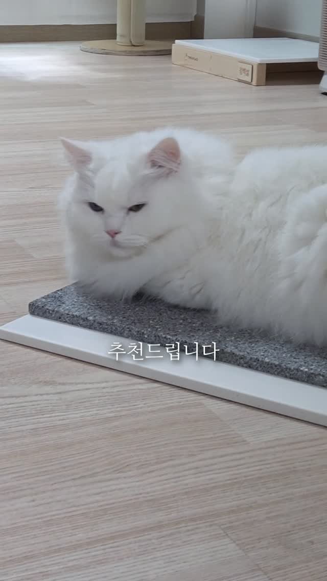 kimbaekseol 게시물 이미지: #김백설공구 더위를 많이 타는 고양이가 맨날 쓰는 대리석 QnA

▫️ 더 자세한...