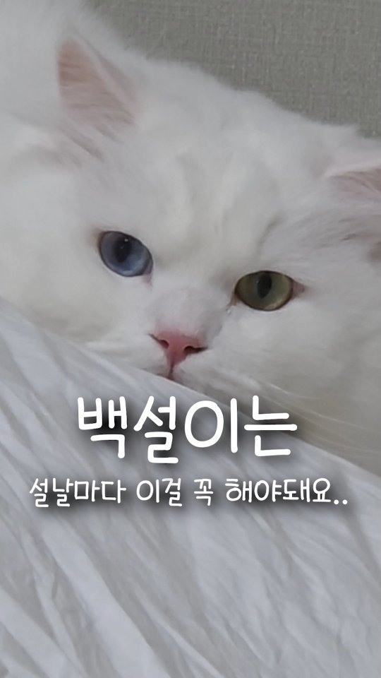 kimbaekseol 게시물 이미지: 같이 산지 4년 된 고양이한테 설날이 되면 이걸 꼭 해줘야 돼요..