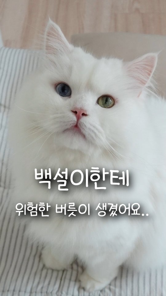 kimbaekseol 게시물 이미지: #공구오픈 같이 산지 4년 된 고양이한테 위험한 버릇이 생겼어요..

왔어요...