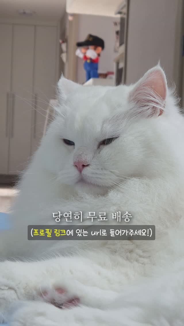 kimbaekseol 게시물 이미지: #김백설공구 더위를 많이 타는 고양이를 키우면 여름에 이 쿨 토퍼를 꼭 깔아줘야...