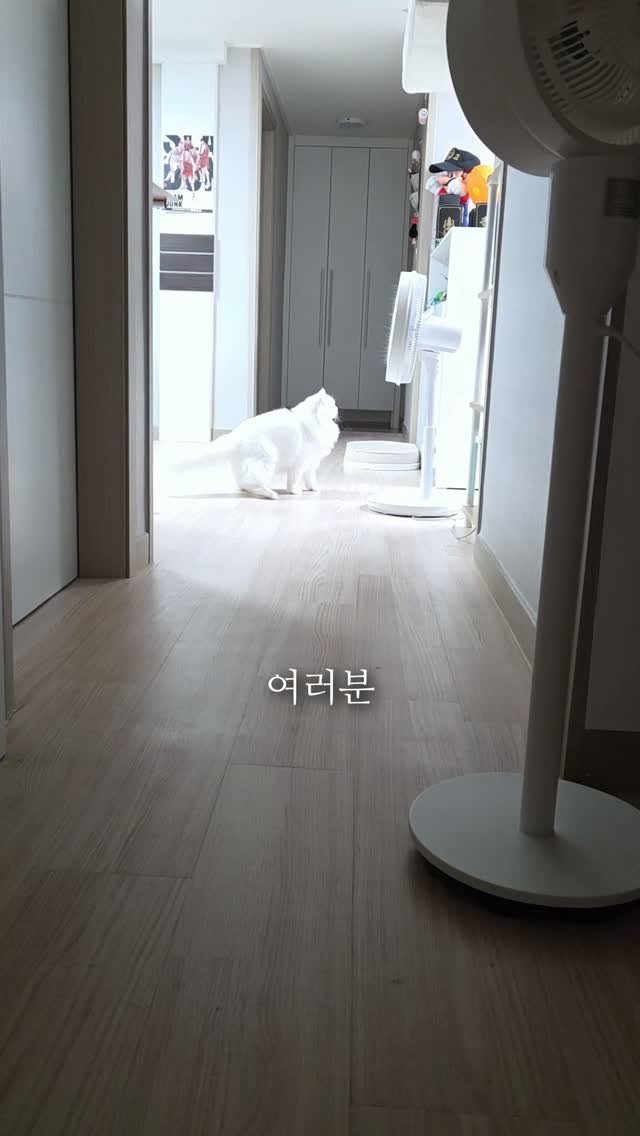 kimbaekseol 게시물 이미지: 같이 사는 고양이가 자꾸 위험하게 인덕션 위로 올라가서 이걸 사줬어요..

제품...