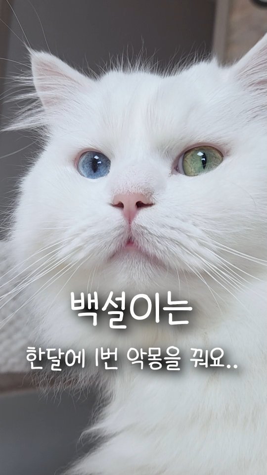 kimbaekseol 게시물 이미지: 우리집 고양이는 한달에 1번 악몽을 꿔요..