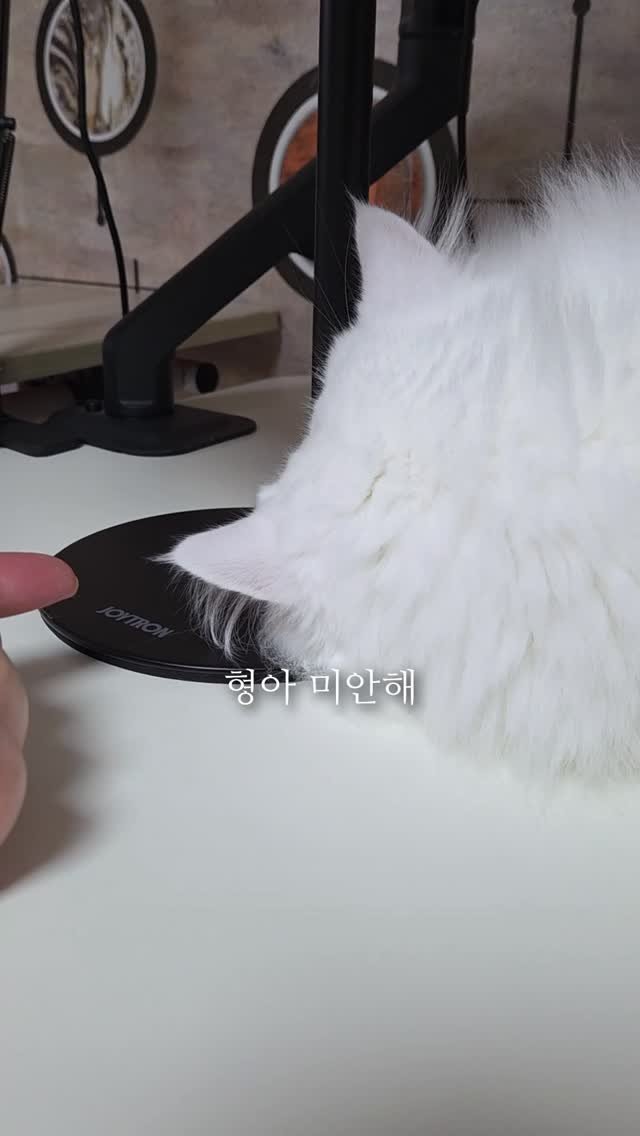 kimbaekseol 게시물 이미지: 고양이를 키운지 4년이 지나면 드디어 이곳을 만질 수가 있어요..
