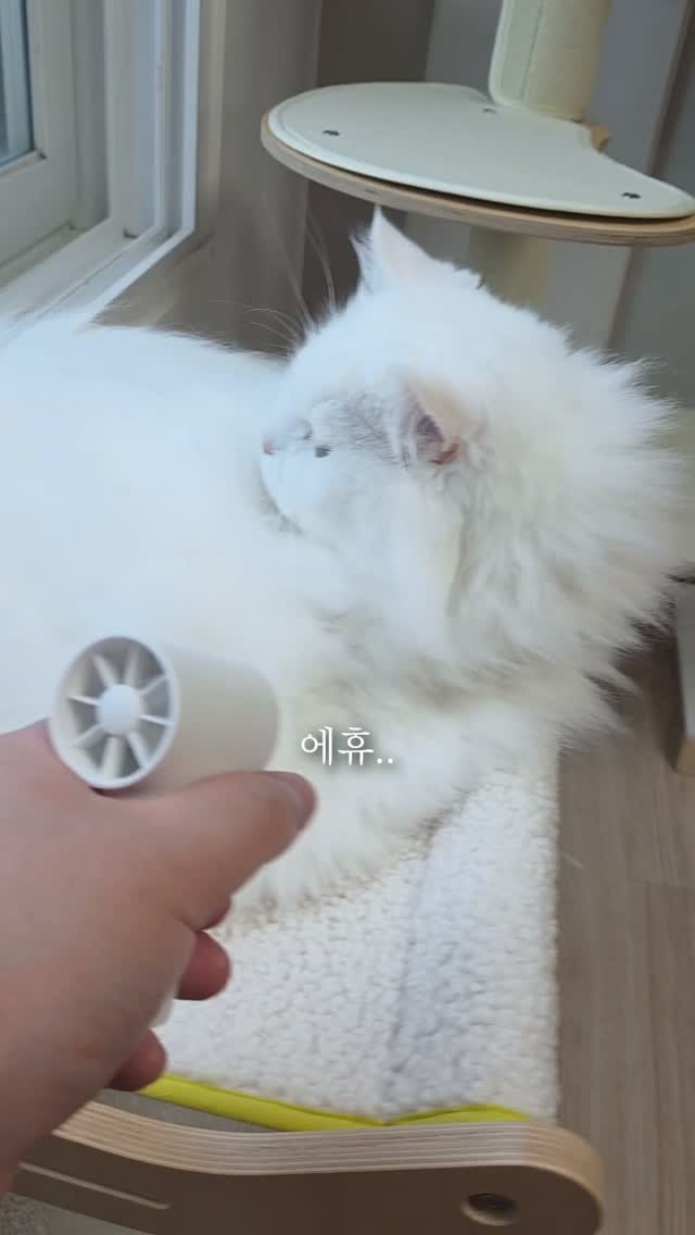 kimbaekseol 게시물 이미지: #김백설공구 같이 사는 고양이를 놔두고 밖에 나가면 이걸 꼭 해주고 나가야 돼요.....