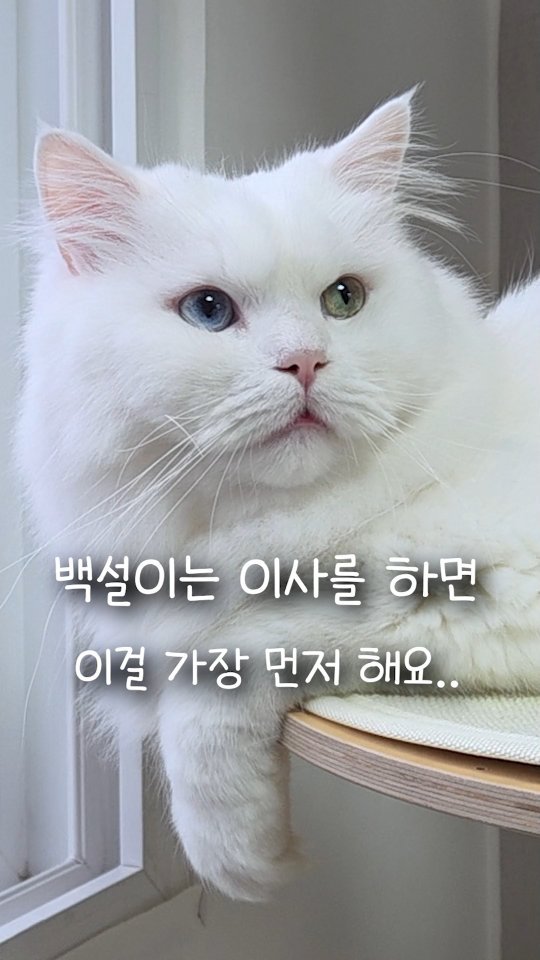 kimbaekseol 게시물 이미지: 새로운 집으로 이사한 고양이는 가장 먼저 이걸 해야 돼요..