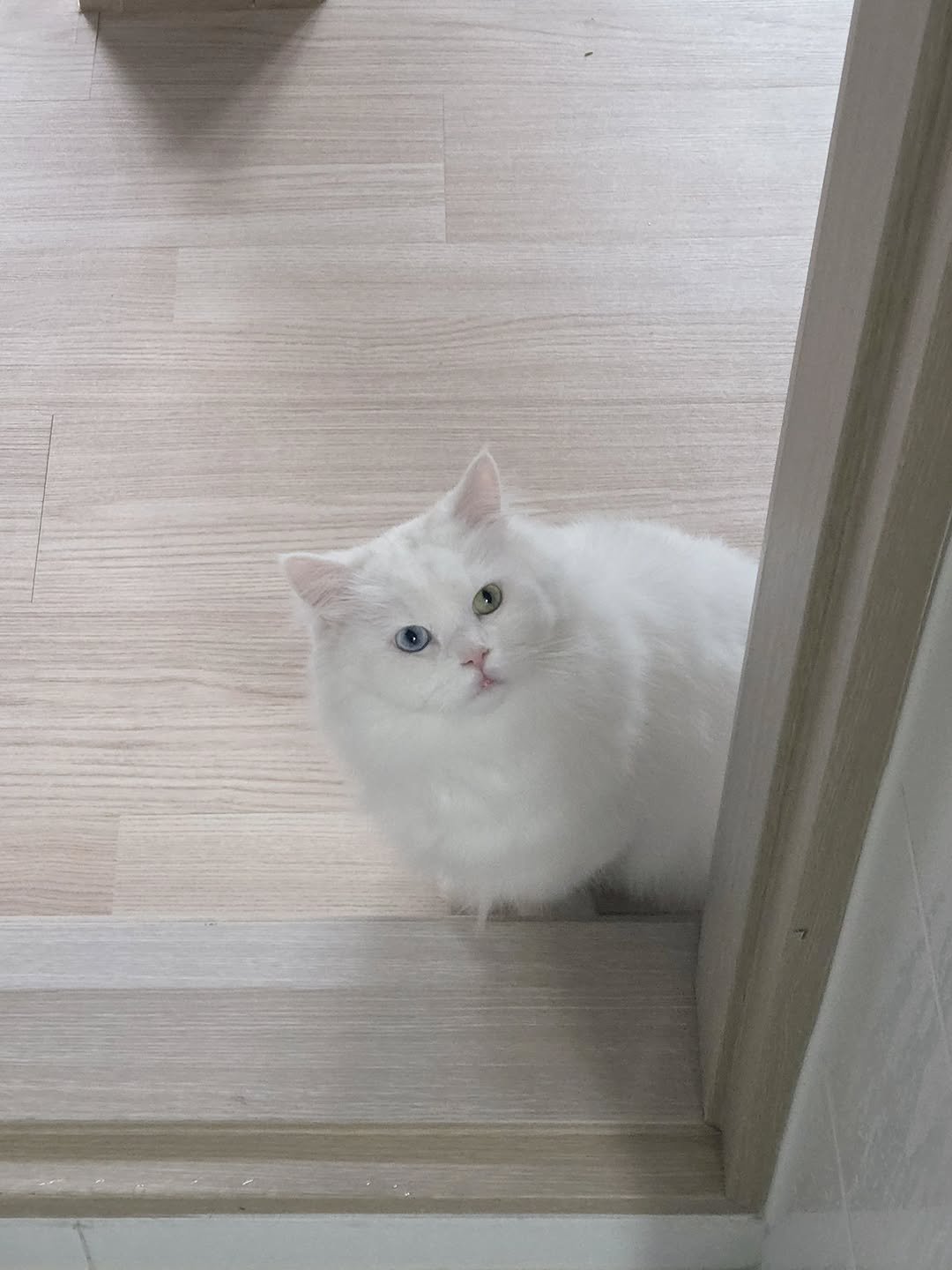 Photo by 백설이네 김백설 on April 27, 2026. May be an image of ragdoll cat, Persian cat, kitten and text.