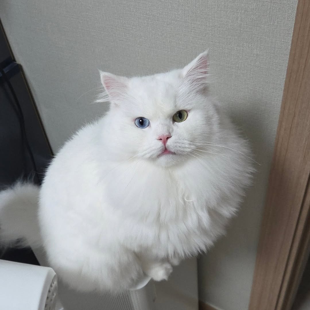 Photo by 백설이네 김백설 on September 03, 2025. May be an image of ragdoll cat, kitten, Persian cat and text.