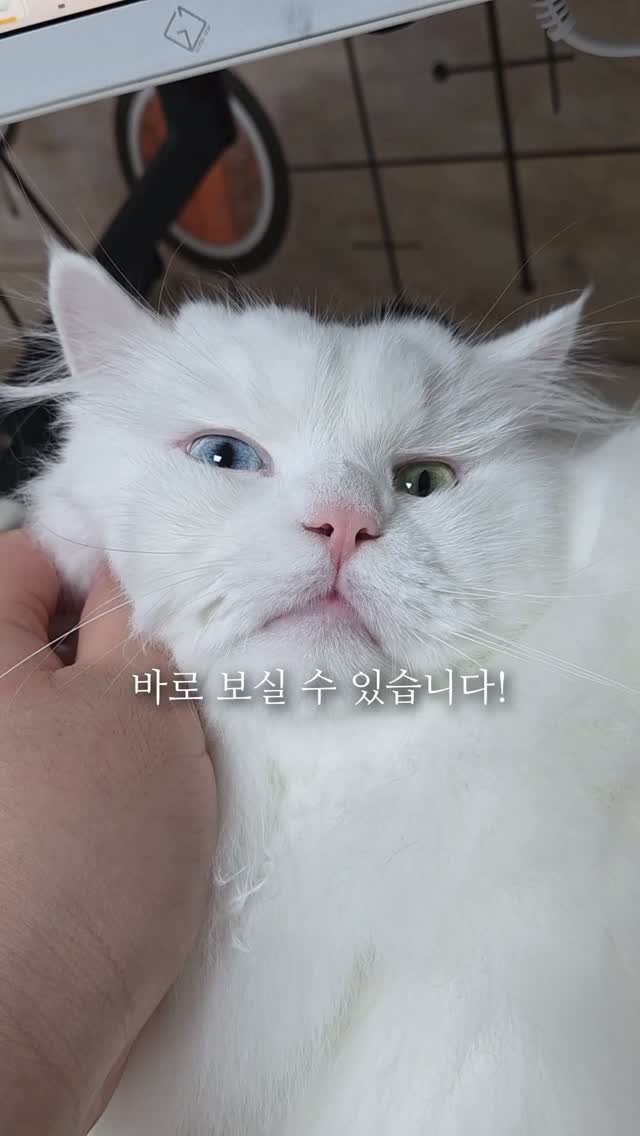 kimbaekseol 게시물 이미지: #김백설공구 습한 걸 싫어하는 고양이를 키우면 여름에 이게 꼭 필요해요..

▫️...