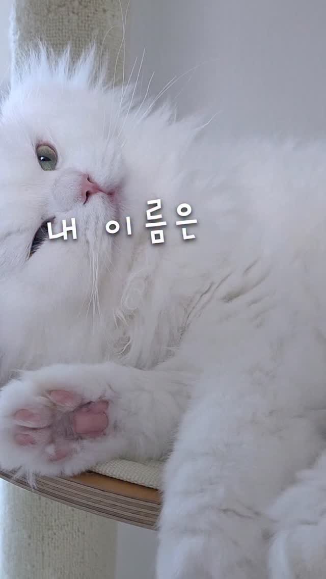 kimbaekseol 게시물 이미지: [내 이름은 김백설] 간식 일기