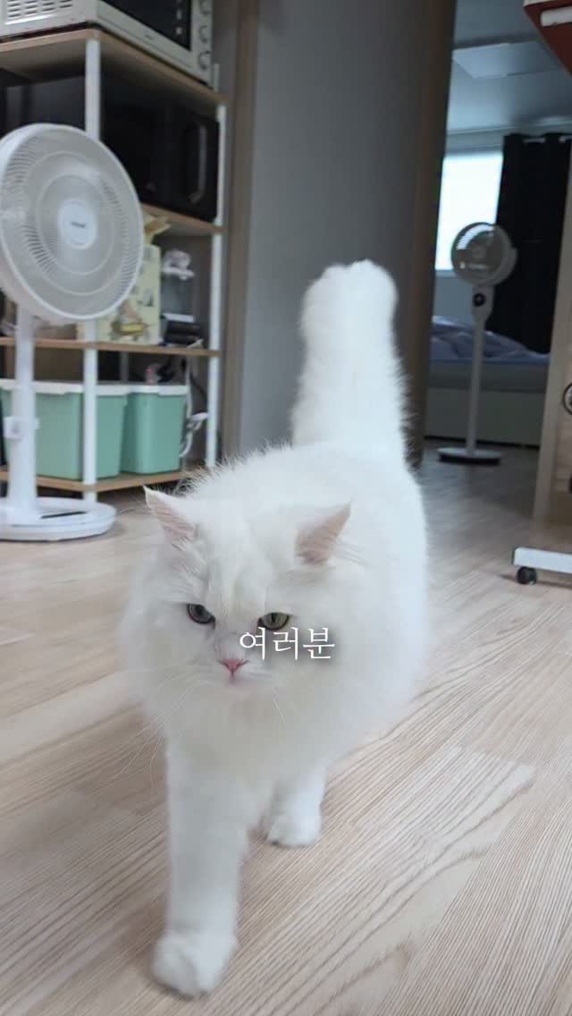 kimbaekseol 게시물 이미지: 말을 잘 안 듣는 고양이를 키우면 이 마법의 주문을 할 줄 알아야 돼요..