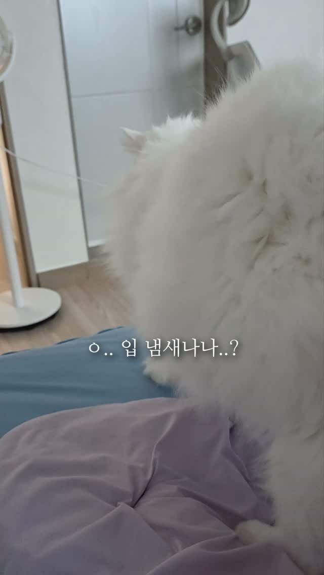 kimbaekseol 게시물 이미지: #김백설공구 항상 같이 자는 고양이를 키우면 매일 밤마다 이걸 꼭 해야...