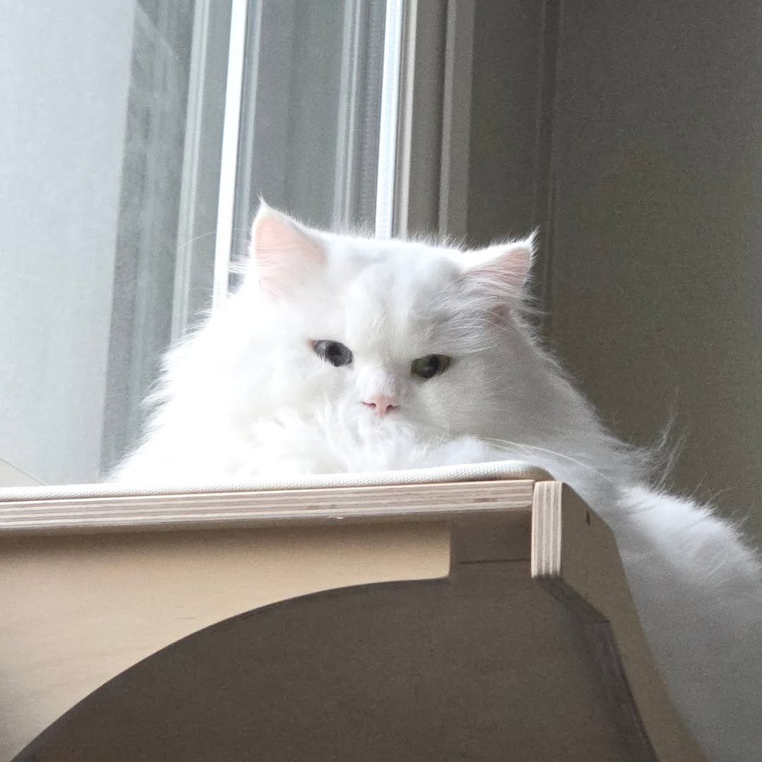 Photo by 백설이네 김백설 on September 21, 2025. May be an image of ragdoll cat, Persian cat, kitten and text.