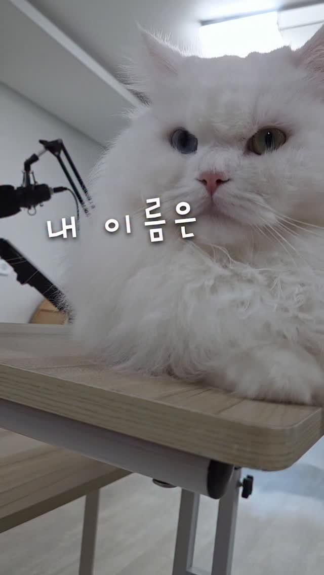 kimbaekseol 게시물 이미지: 김치만두가 별명이 된 김백설