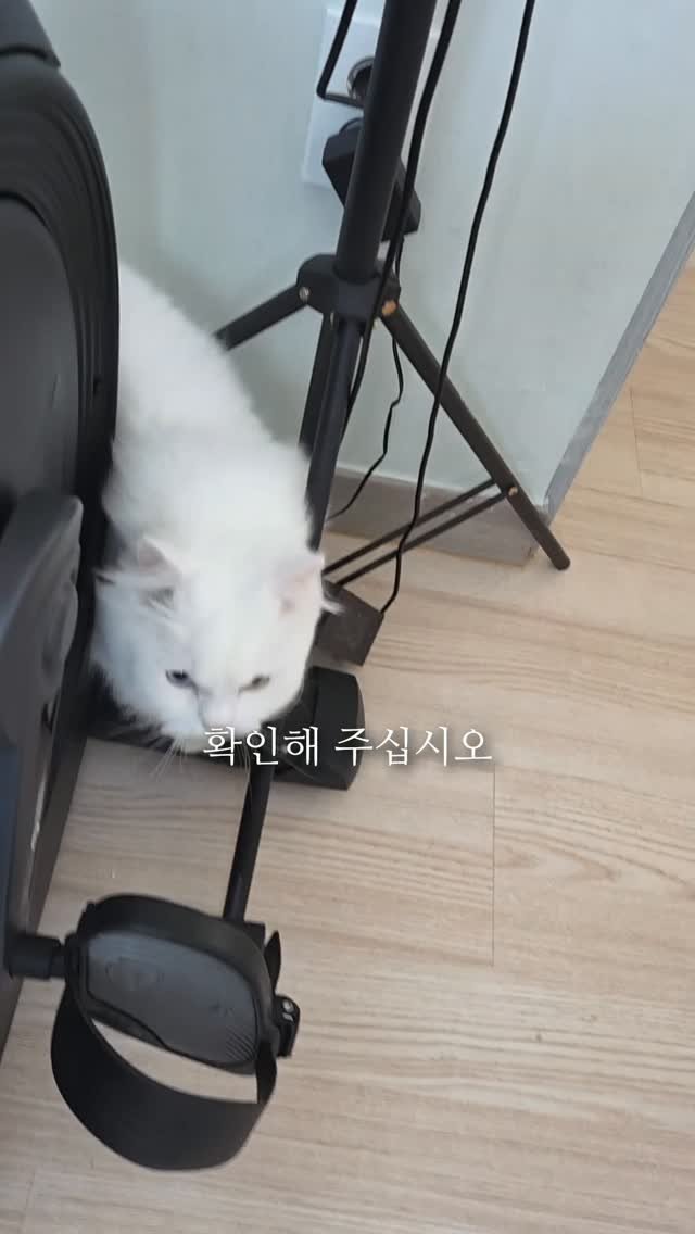 kimbaekseol 게시물 이미지: #김백설공구 같이 사는 고양이가 더러운 현관 바닥에 눕지 않는 이유가 대리석...