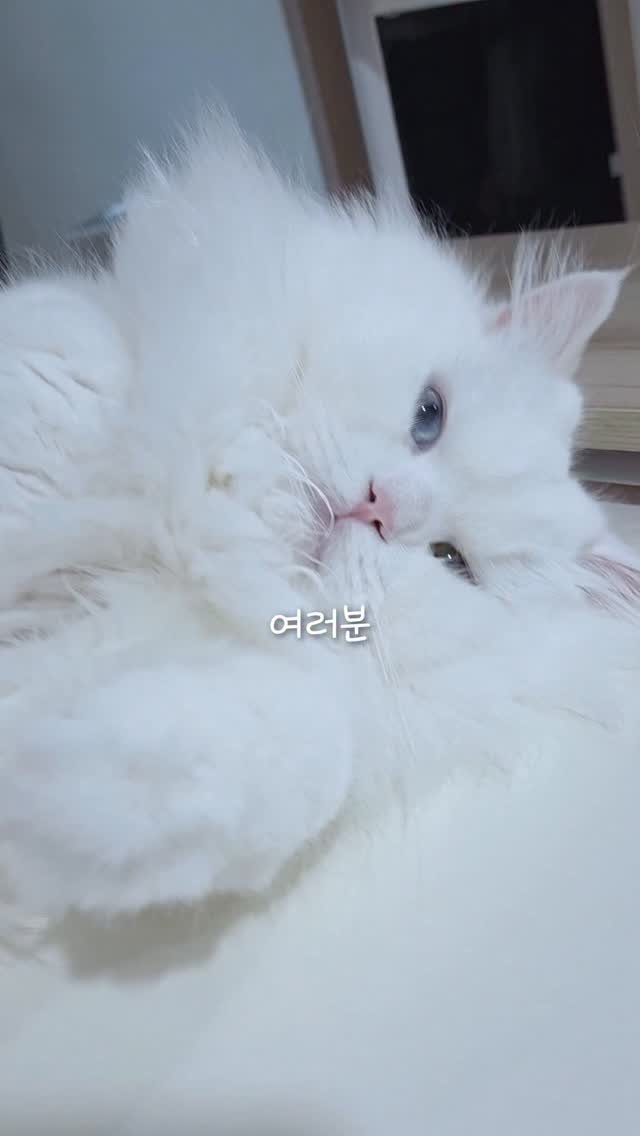 kimbaekseol 게시물 이미지: 집사와의 신뢰도는 개나 줘버린 백설이