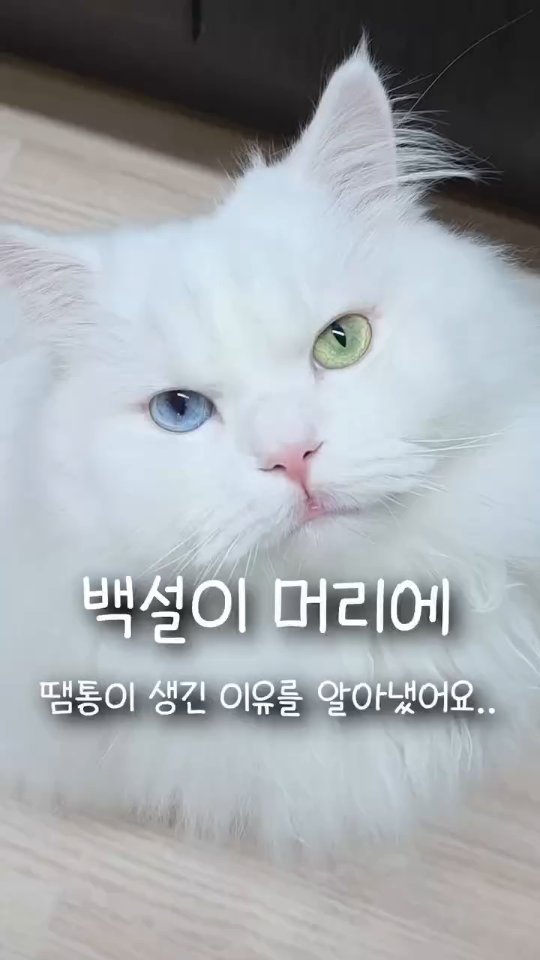 kimbaekseol 게시물 이미지: 같이 사는 고양이 머리에 자꾸 땜통이 나는 이유를 찾았어요..