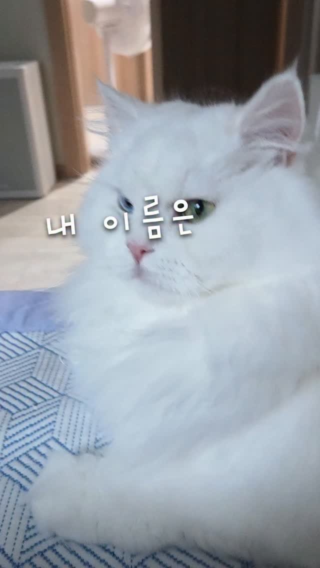 kimbaekseol 게시물 이미지: [내 이름은 김백설] 집사의 고민