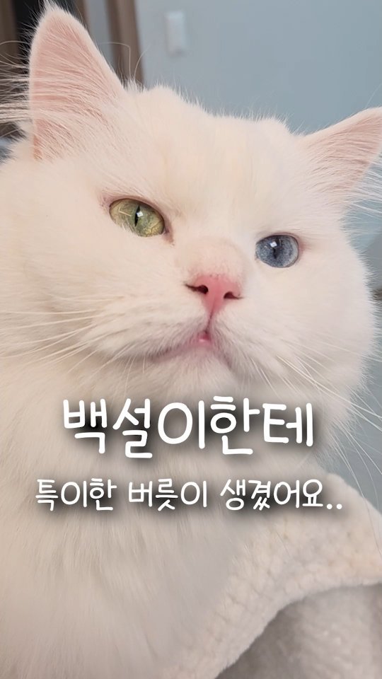 kimbaekseol 게시물 이미지: 같이 사는 고양이가 잠들기 직전에 하는 특이한 버릇이 생겼어요..