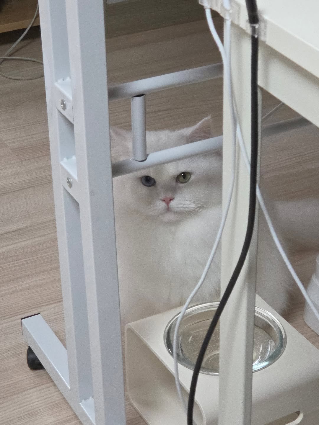kimbaekseol 게시물 이미지: 뭔가 원하는 게 있는 그의 눈빛
