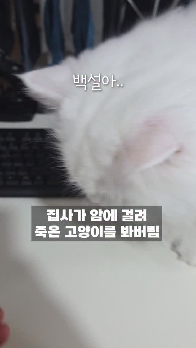 kimbaekseol 게시물 이미지: 집사한테서 벗어나고 싶은 김백설